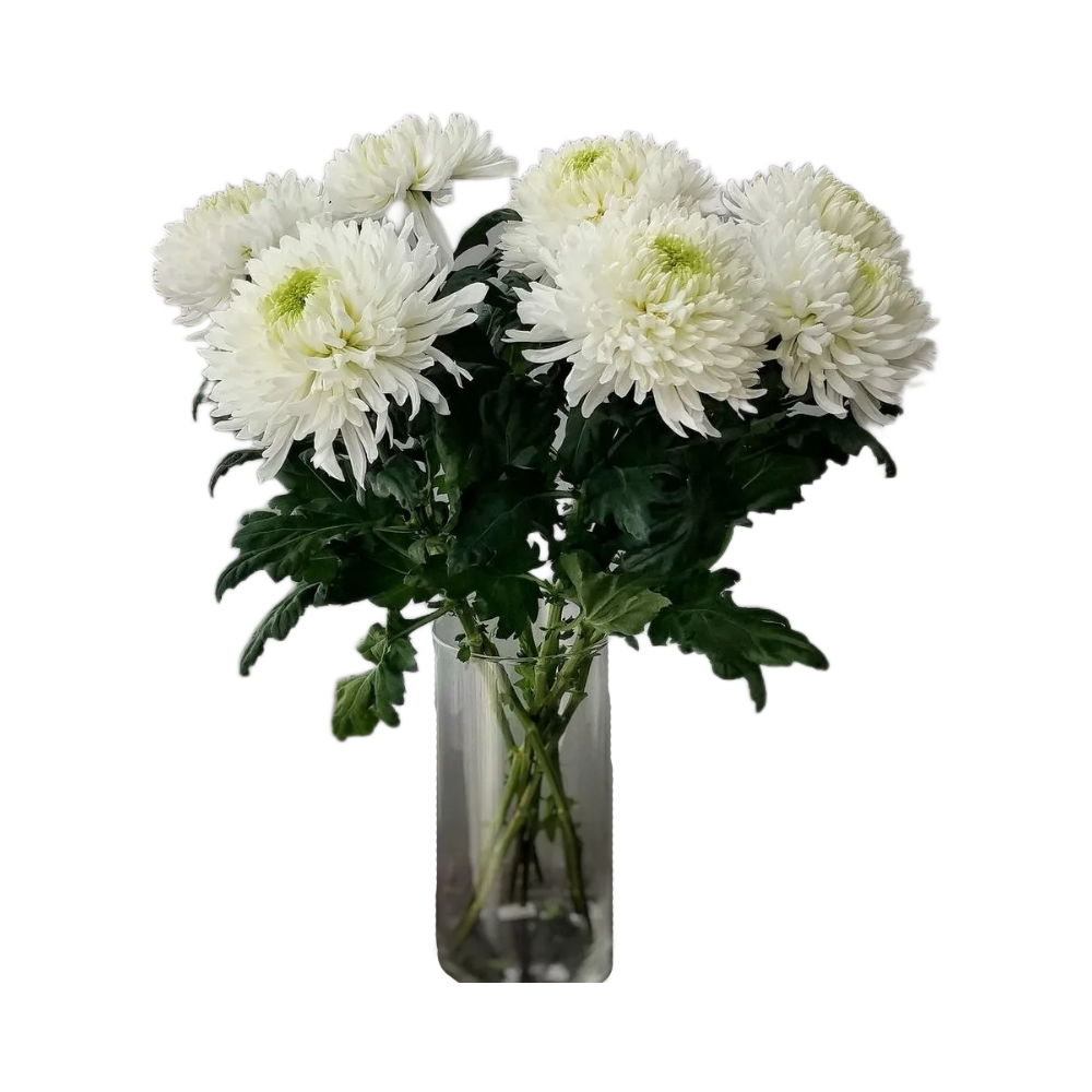 Хризантемы